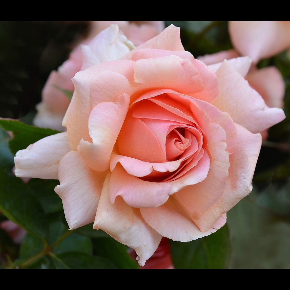 Meet your Posher, Rosa